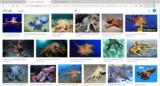 click to enlarge - photo by: Brandon Moore - Google search for octopus images.