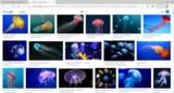 click to enlarge - photo by: Brandon Moore - Google search for jellyfish images.