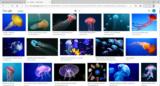 click to enlarge - photo by: Brandon Moore - Google search for jellyfish images.