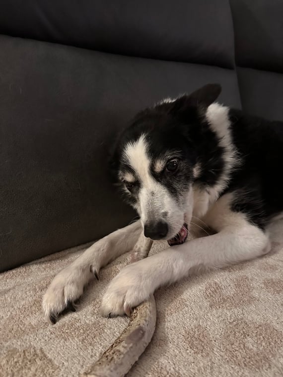 click to enlarge - photo by: Bear 100 Runner Support - Go mom!!